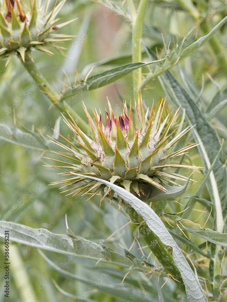 (Cynara cardunculus) Tête d'artichaut ou cardon épineux argenté Plainpalais ou argenté de Genève inerme (Cynara cardunculus) Tête d'artichaut ou cardon épineux argenté Plainpalais ou argenté de Genève inerme