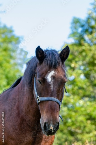 portrait of horse in the grass
