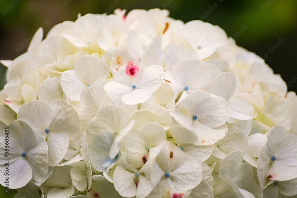 A closeup view of white hydrangea flowers in a garden A closeup view of white hydrangea flowers in a garden