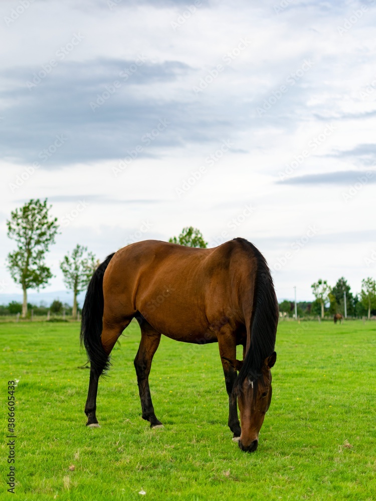 Obraz premium portrait of horse in the grass