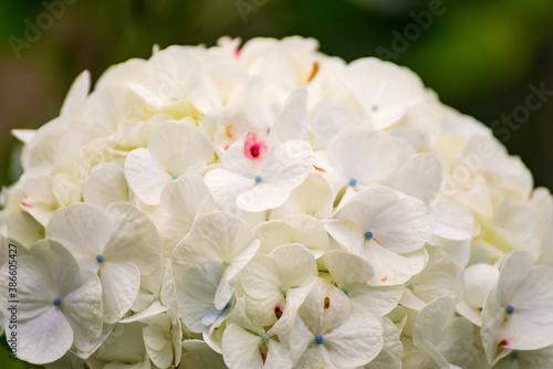 A closeup view of white hydrangea flowers in a garden