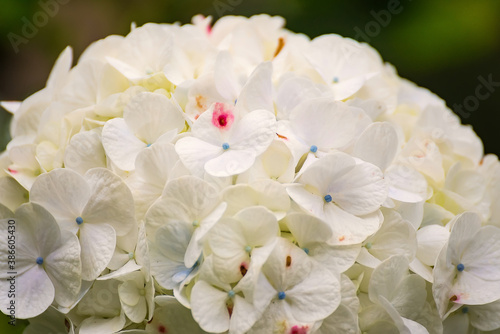 A closeup view of white hydrangea flowers in a garden
