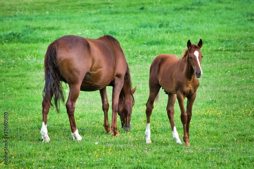 portrait of horse with his baby