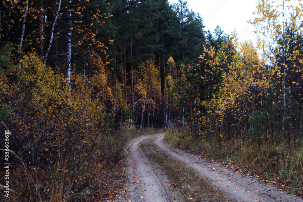 Dirt road in the autumn forest.