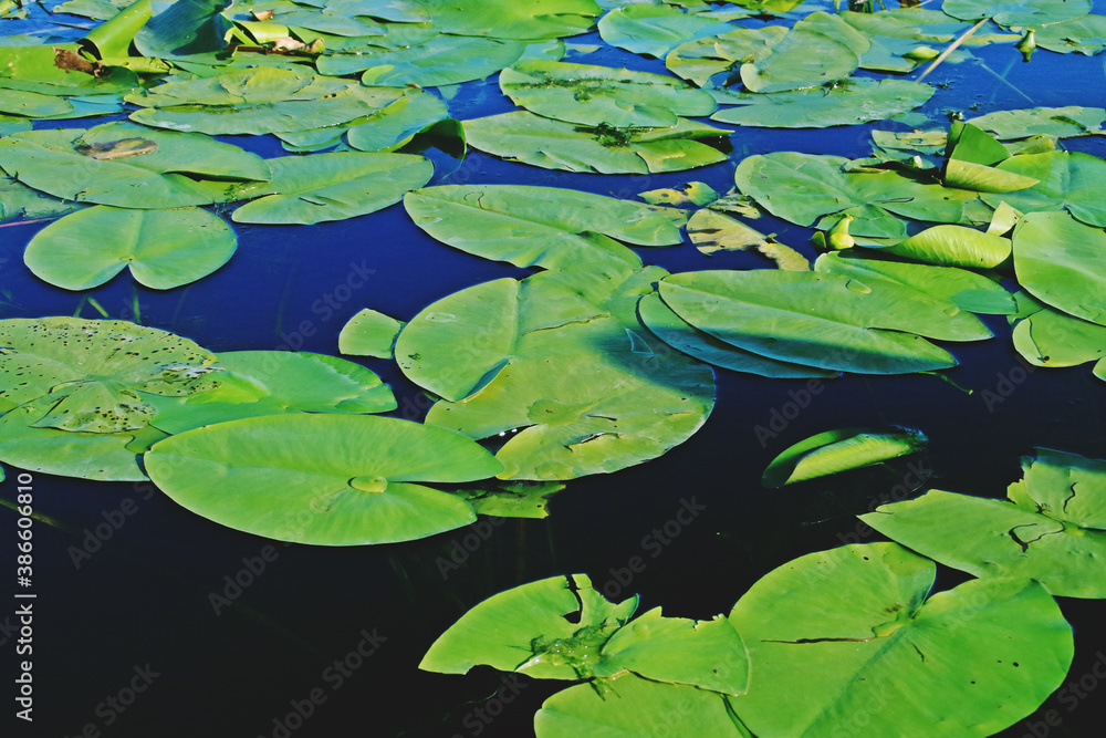 Nenúfares de las zonas pantanosas del delta del Danubio. Vegetación acuática de las lagunas interiores en el delta en la zona de Rumanía, cerca de Tulcea. Nenúfares de las zonas pantanosas del delta del Danubio. Vegetación acuática de las lagunas interiores en el delta en la zona de Rumanía, cerca de Tulcea.