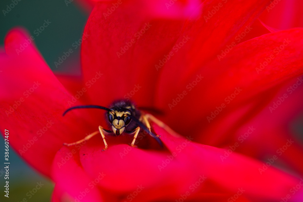 wasp in a flower bud macro photo
wasp in a flower bud macro photo