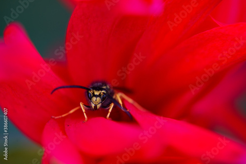 wasp in a flower bud macro photo 