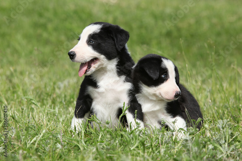 Amazing Border collie puppies