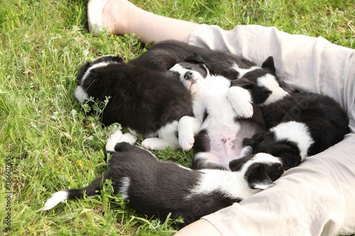 Amazing Border collie puppies © Zuzana Tillerova