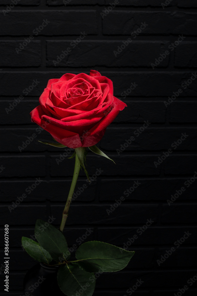 rose of red color with green leaves on a dark background. space for text... rose of red color with green leaves on a dark background. space for text...