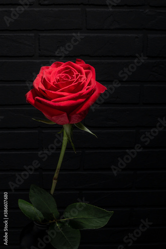 rose of red color with green leaves on a dark background. space for text...