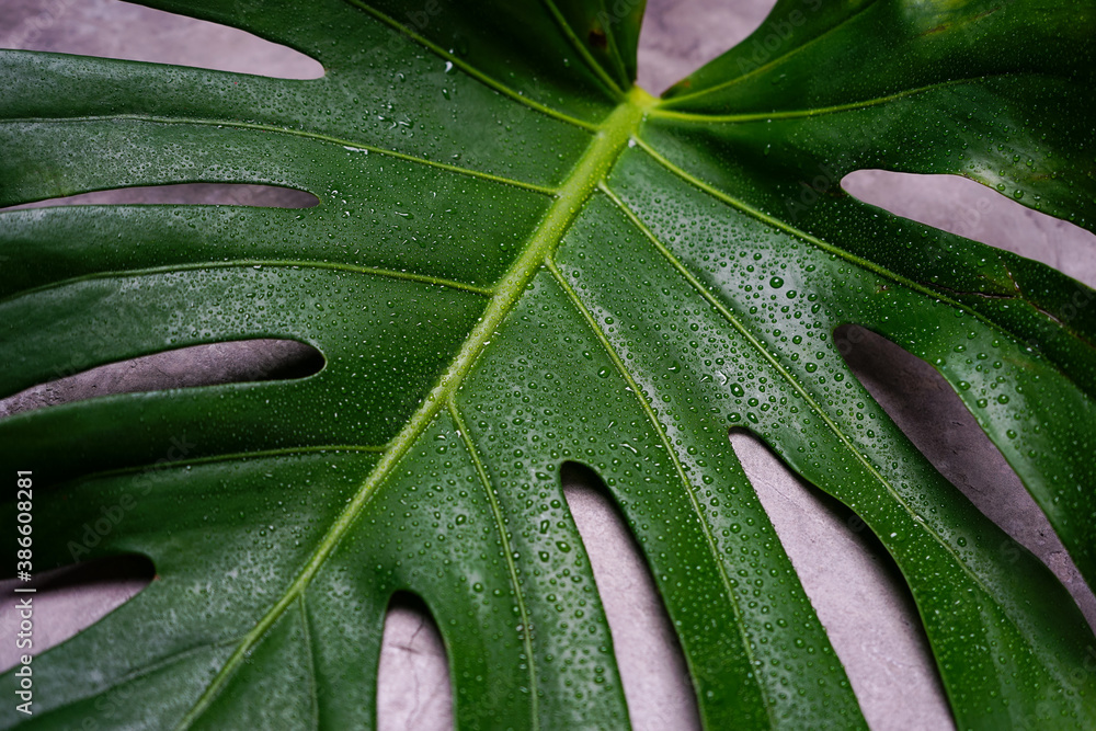 big green monstera leaf on gray concrete background macro photo
big green monstera leaf on gray concrete background macro photo