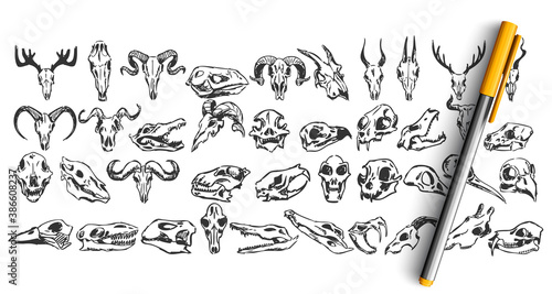 Skulls doodle set. Collection of hand drawn sketches templates patterns of dead wild animal goat dear skeletons head bone isolated in line. Halloween sign and cult symbols illustration.