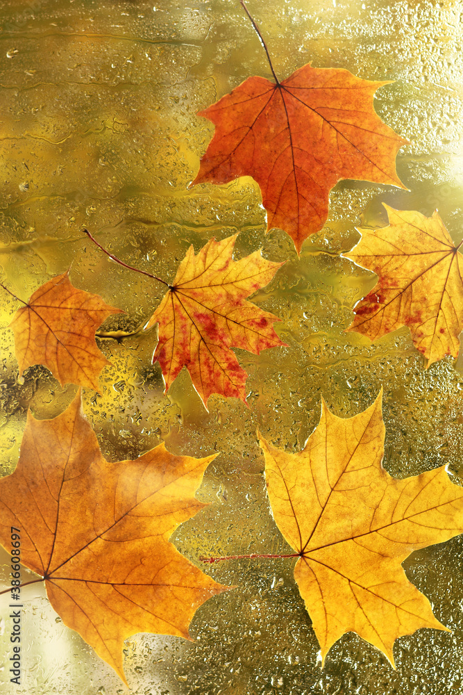 photo of maple leaves stuck to the back of a window after rain. golden autumn for background