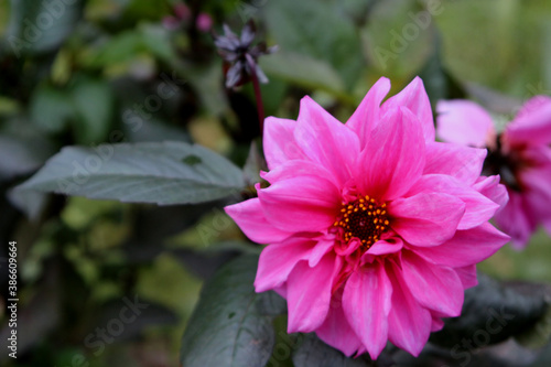 bright pink flower