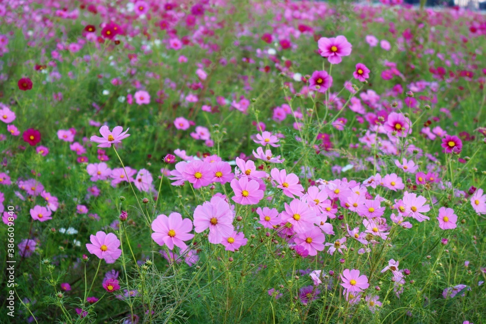 Fototapeta premium 花 そよぐコスモス 渡良瀬 