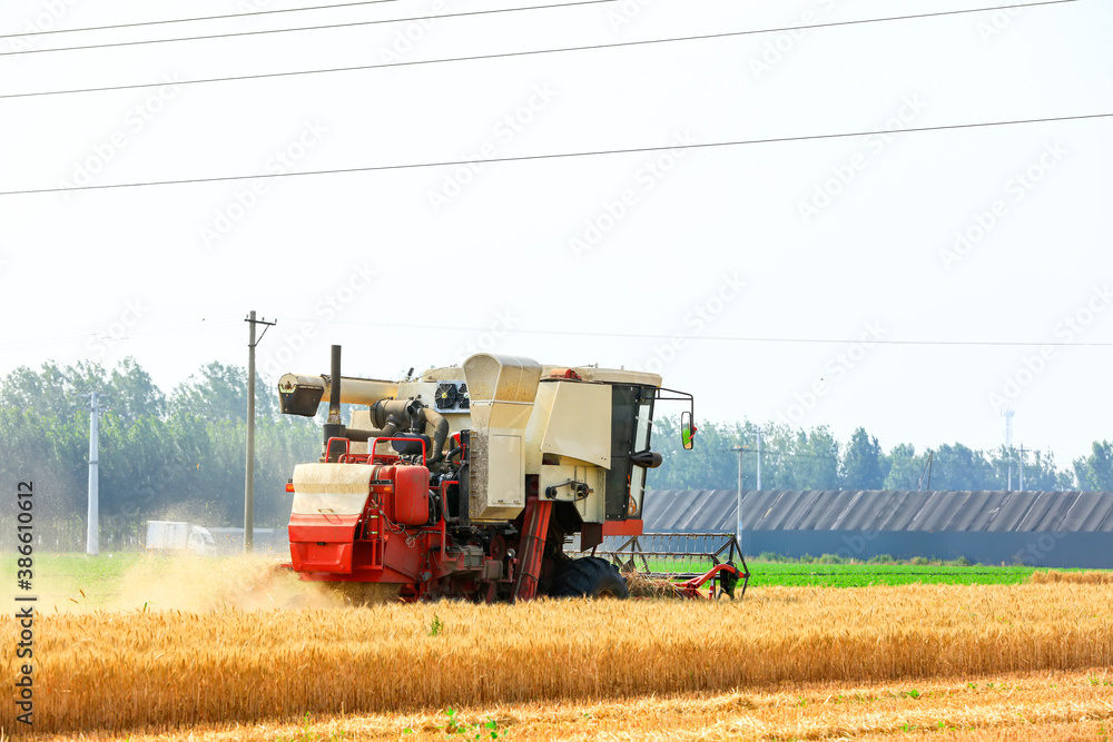 Fototapeta premium combine harvester working on a wheat field