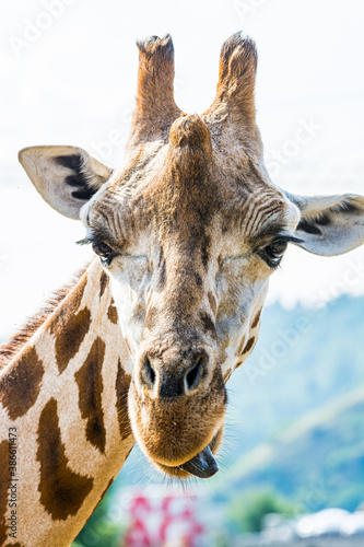 Fototapeta Naklejka Na Ścianę i Meble -  Giraffa camelopardalis linnaeus in zoo garden on light background