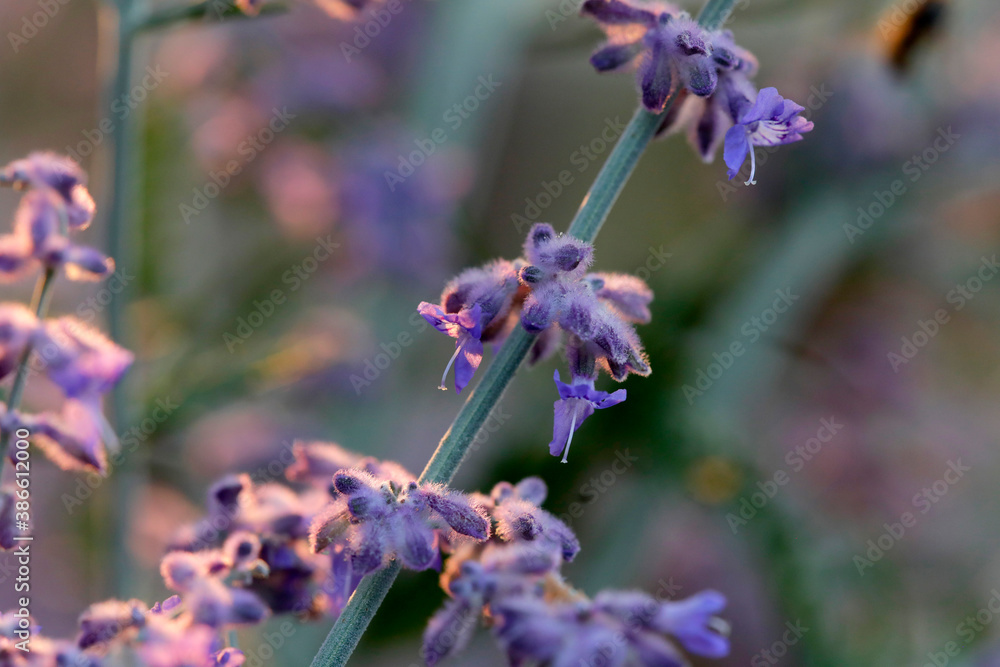Blauraute oder Silberstrauch (Perovskia atriplicifolia) Zierpflanze mit