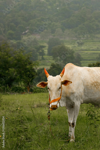 A Cow looking straight in the camera with a Lush Green Background.