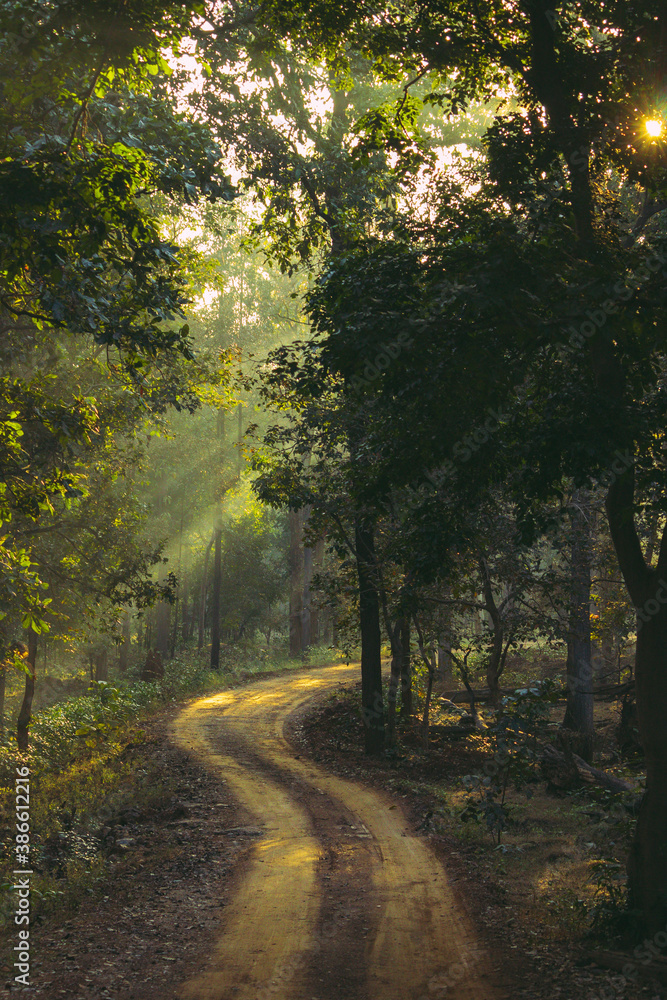 Obraz premium Road in the Woods with Sun peeking through the Leaves. 