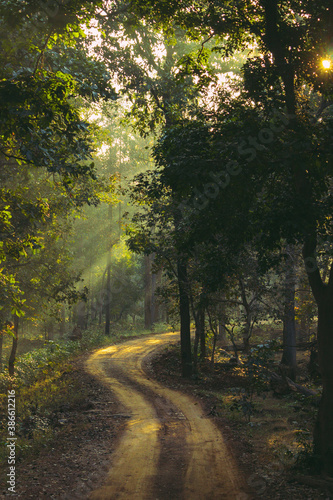 Road in the Woods with Sun peeking through the Leaves.  photo