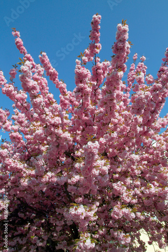 Japanische Blütenkirsche (Prunus serrulata) Baum mit rosa Blüten, Frühling