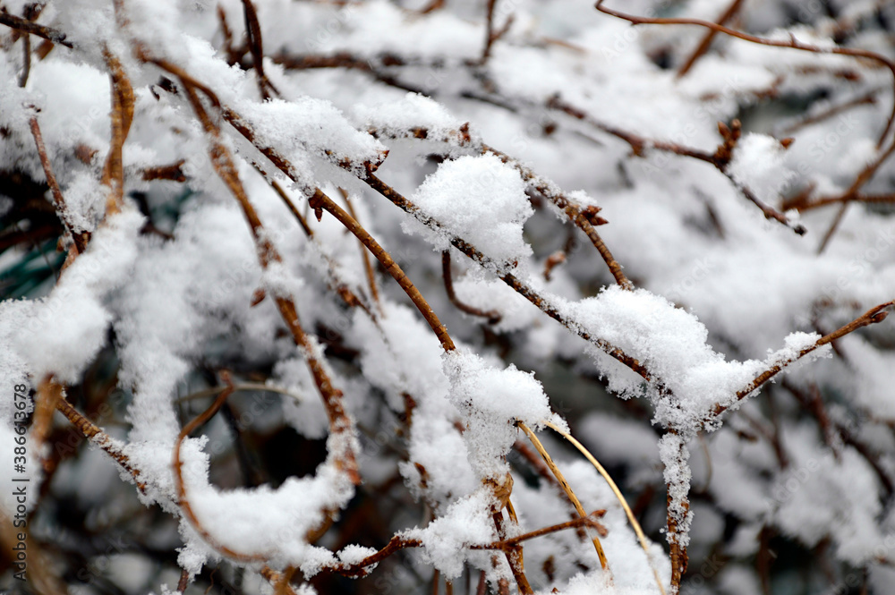 Selective focus of the first snow on a branch without leaves. Russia Selective focus of the first snow on a branch without leaves. Russia