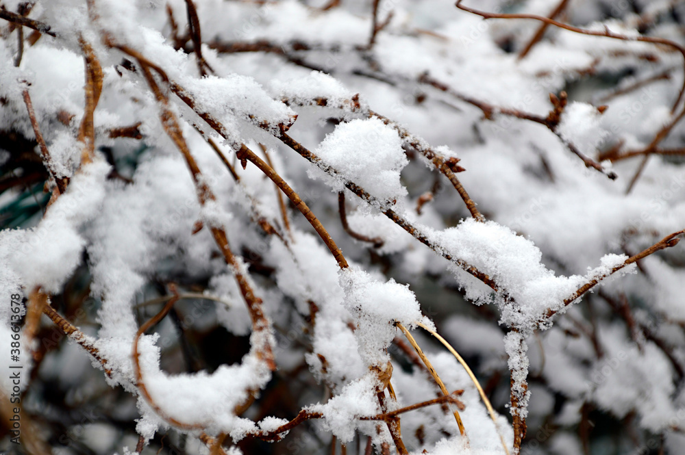 Selective focus of the first snow on a branch without leaves. Russia