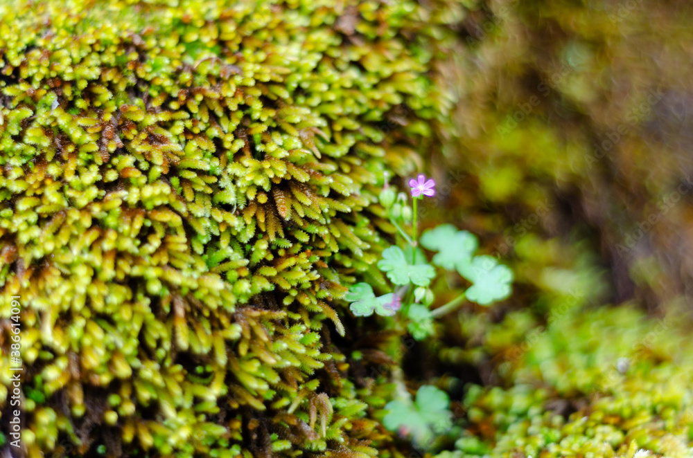 Close up, low depth of field image of green moss 