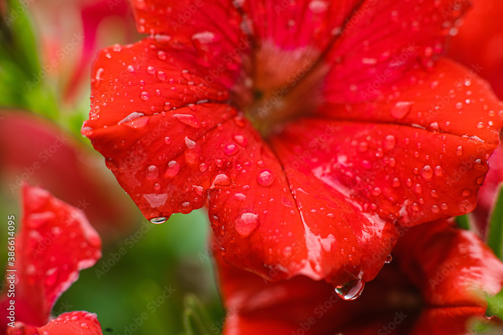 Close up of red petunia flower with dewdrops on the petals Close up of red petunia flower with dewdrops on the petals