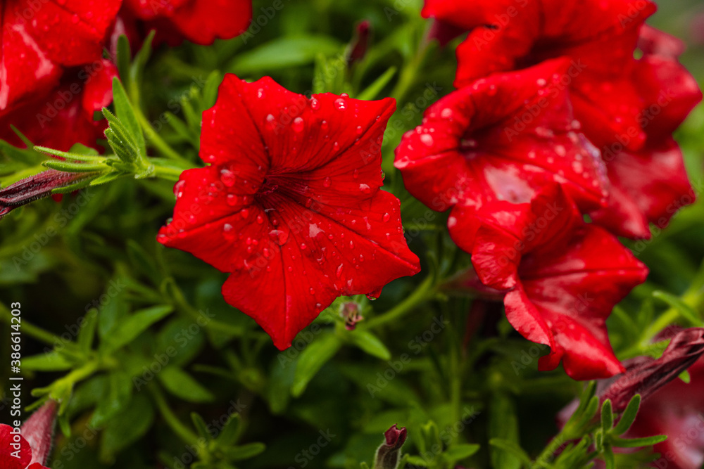 Picture of beautiful red petunia flowers with dew droplets in the garden Picture of beautiful red petunia flowers with dew droplets in the garden