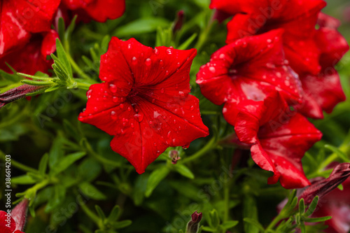 Picture of beautiful red petunia flowers with dew droplets in the garden
