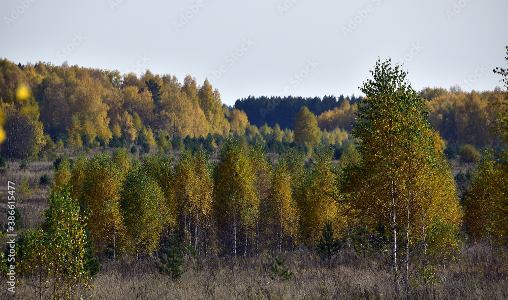 Old abandoned fields are overgrown with young forest. In the foothills of the Western Urals, golden autumn is in full swing. Old abandoned fields are overgrown with young forest. In the foothills of the Western Urals, golden autumn is in full swing.