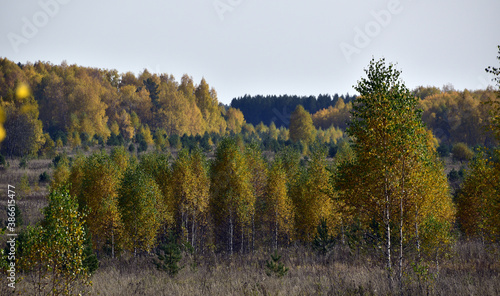 Old abandoned fields are overgrown with young forest. In the foothills of the Western Urals, golden autumn is in full swing.