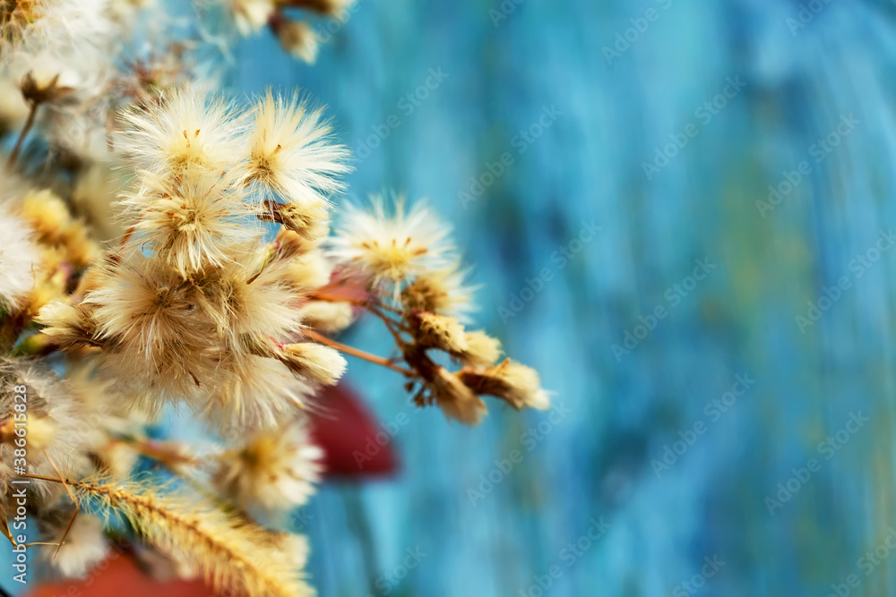 Obraz premium cute fluffy flowers on a blue background, still life photo