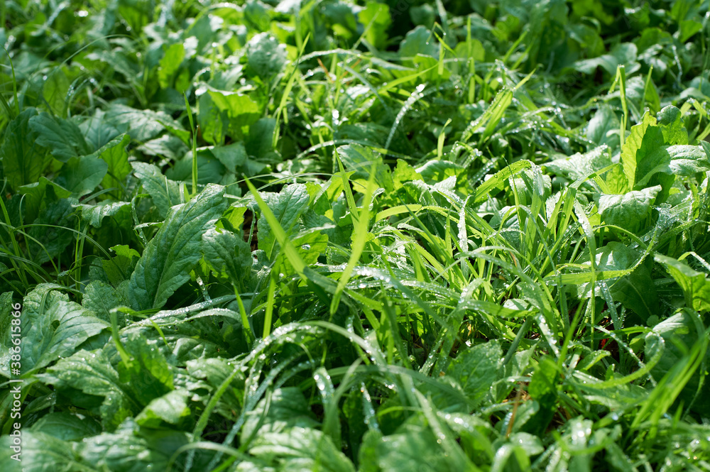 朝露が煌めく公園の草むら 朝露が煌めく公園の草むら