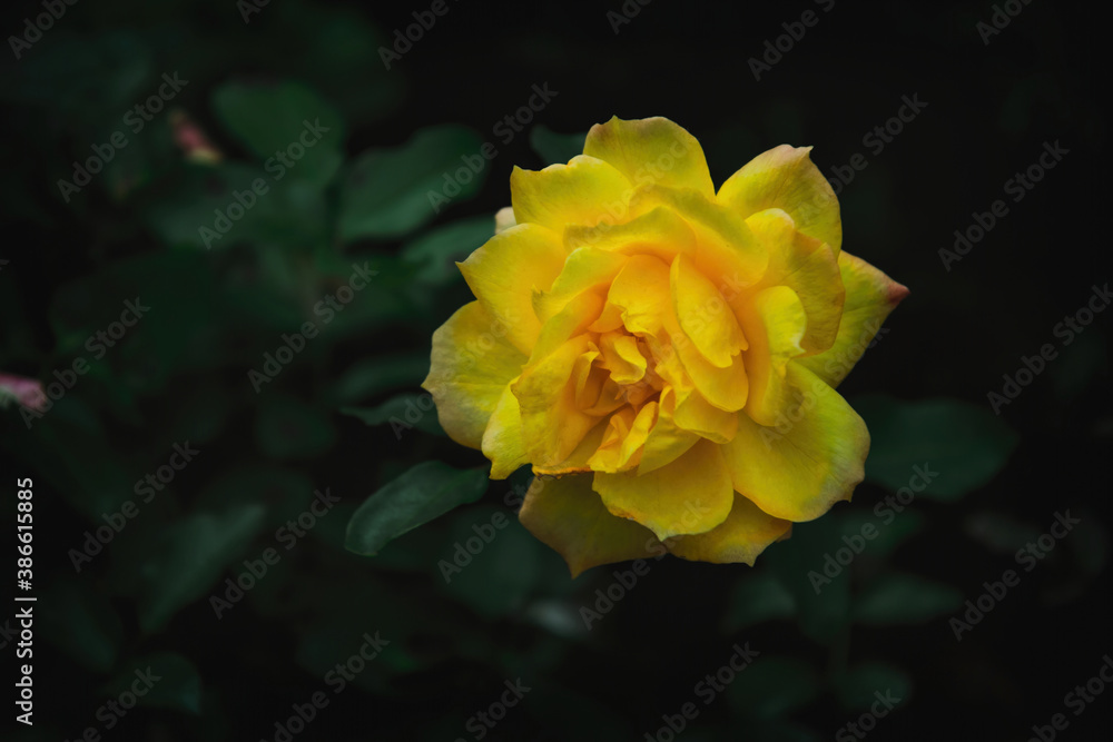 Delicate flower of a yellow autumn English tea rose in the garden Delicate flower of a yellow autumn English tea rose in the garden