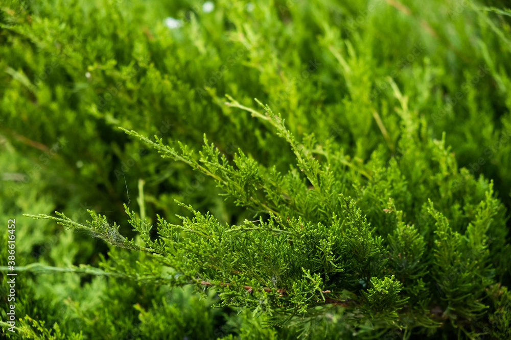 background of greenery and leaves close-up on a sunny day