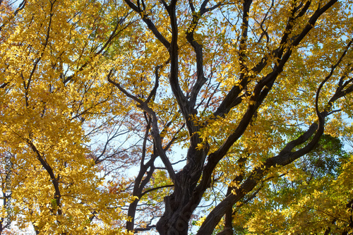 黄色く黄葉した落葉広葉樹の木々