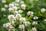 A bee on a white clover flower