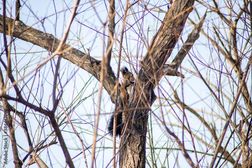 A squirrel on the tree tunk background A squirrel on the tree tunk background