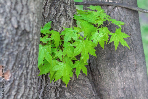 Green maple leaves with the bark of the tree background