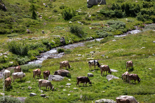 Formazza (VCO), Italy - June 25, 2020: Cows near Lake Vannino, Formazza Valley, Ossola, VCO, Piedmont, Italy
