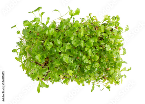 Photography Microgreens, micro greens - cilantro seedlings, sprouted cilantro seeds isolated on white
