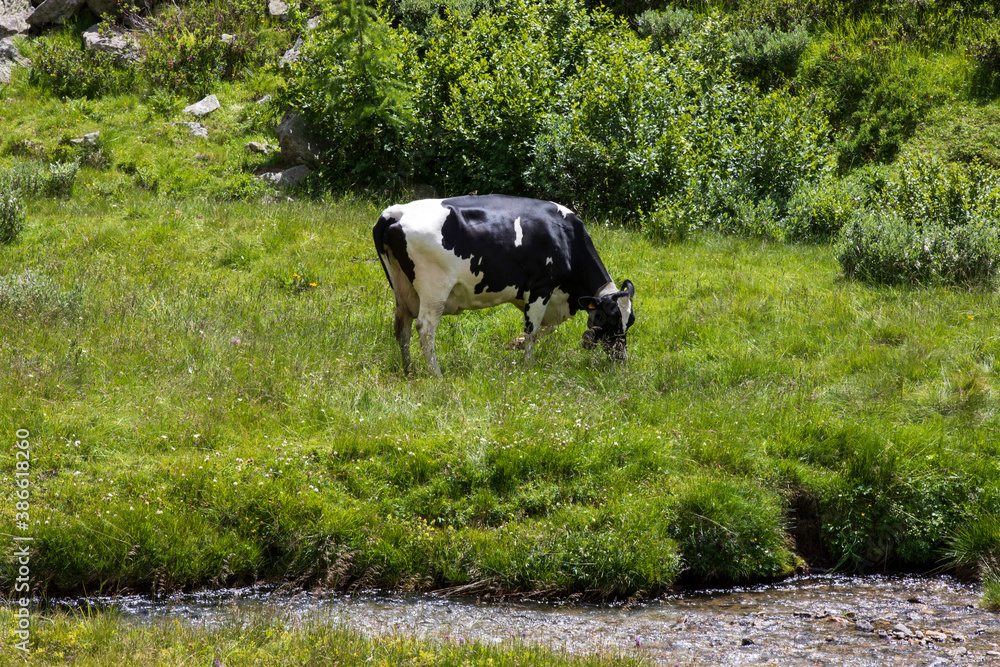 Formazza (VCO), Italy - June 25, 2020: Cows near Lake Vannino, Formazza Valley, Ossola, VCO, Piedmont, Italy Formazza (VCO), Italy - June 25, 2020: Cows near Lake Vannino, Formazza Valley, Ossola, VCO, Piedmont, Italy