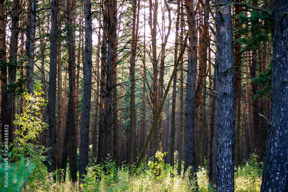 Young pine forest on a sunny july day. Beautiful coniferous forest
