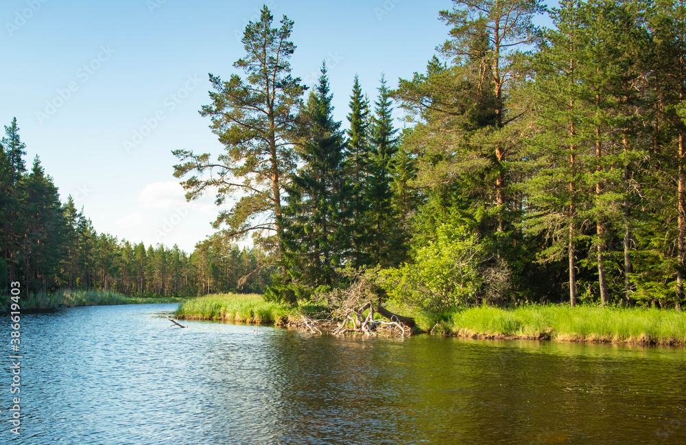 Naklejka premium lake in the forest