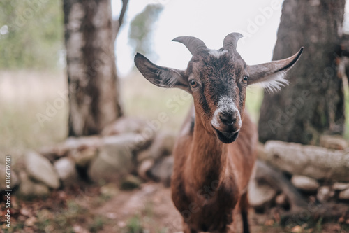 Red-brown goat on a background of greenery. Country life outside the city, farm animals.