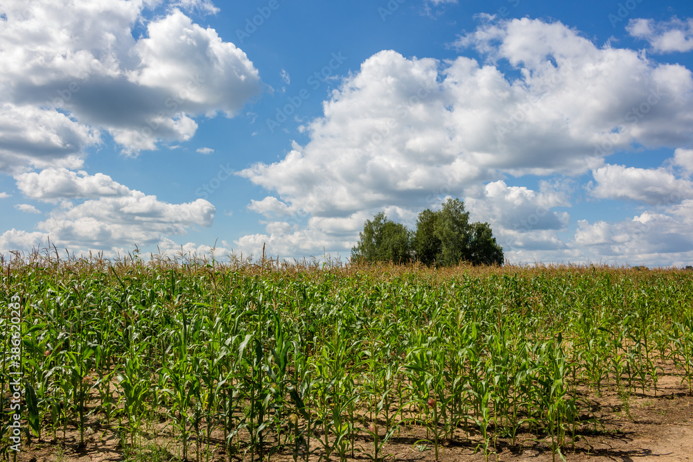 Young fodder corn in an agricultural field. Rural summer landscape
